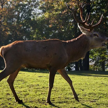 Pensionat Landgasthof Hirschen