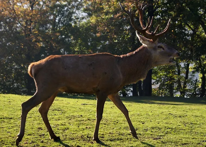 Penzion Landgasthof Hirschen